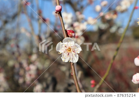 淡粉色花瓣的梅花景觀，名為朝日鶴 87635214