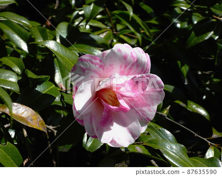 Camellia japonica camellia 87635590