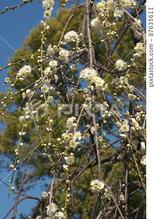 White flowers of Shidareume [blue sky background] 87635611