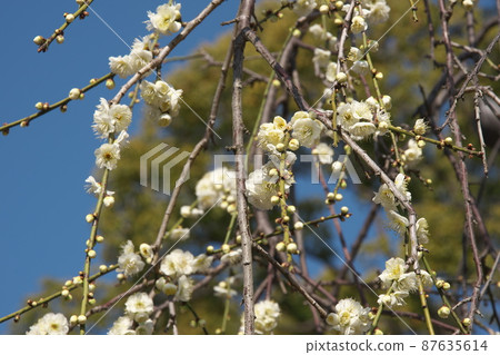 White flowers of Shidareume [blue sky background] 87635614