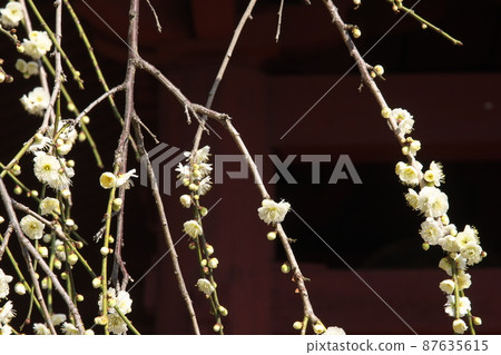 White flower of Shidareume [also known as Nioigusa] 87635615