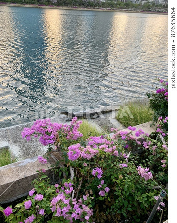 Water monitor lizard in a Thai park 87635664