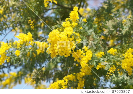 Ginyou Acacia [also known as mimosa] 87635807