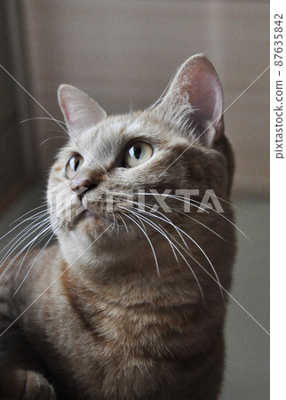 cat  87635842