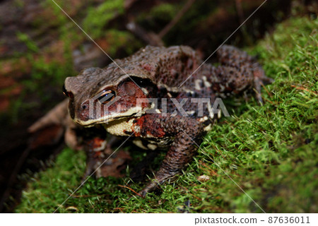 Forty-six Gama Forty-six Gama 87636011