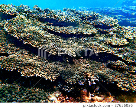 Coral from Wakayama, Kushimoto and Tako Coral from Wakayama, Kushimoto and Tako 87636086