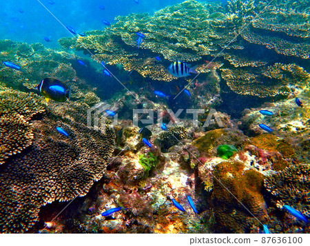 Coral from Wakayama, Kushimoto and Tako Coral from Wakayama, Kushimoto and Tako 87636100