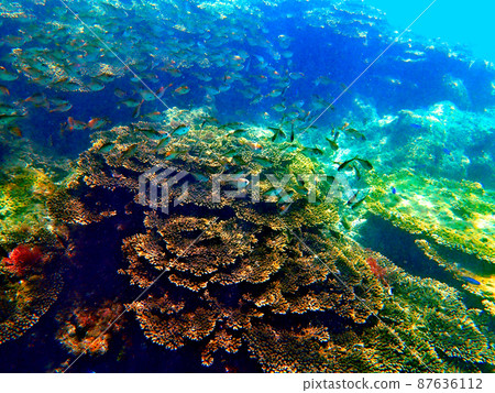 Coral from Wakayama, Kushimoto and Tako 87636112