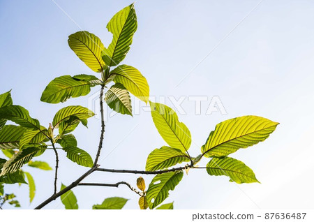 Kratom Mitragyna speciosa green Is a type of drug 87636487