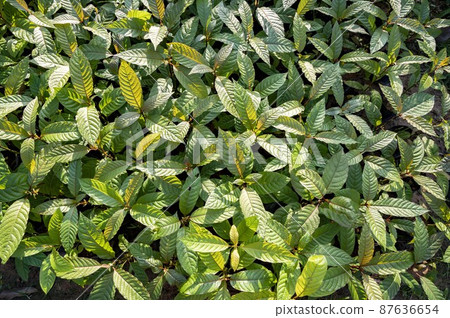 Kratom Mitragyna speciosa green Is a type of drug Kratom Mitragyna speciosa green Is a type of drug 87636654