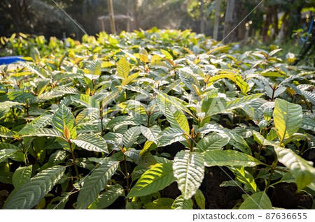 Kratom Mitragyna speciosa green Is a type of drug 87636655