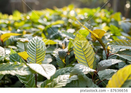 Kratom Mitragyna speciosa green Is a type of drug Kratom Mitragyna speciosa green Is a type of drug 87636656