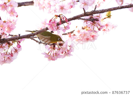 Kawazu櫻桃樹的Mejiro Kawazu櫻桃樹的Mejiro 87636737