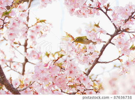 Kawazu櫻桃樹的Mejiro Kawazu櫻桃樹的Mejiro 87636738