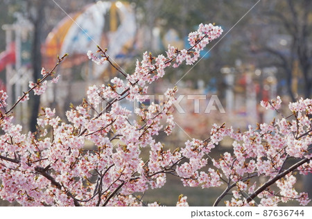 Kawazu櫻桃樹在公園 Kawazu櫻桃樹在公園 87636744