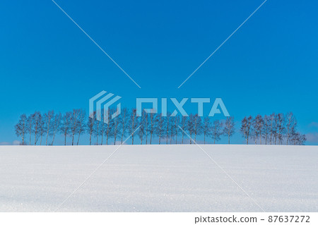 Seven Stars Tree in Hokkaido Seven Stars Tree in Hokkaido 87637272