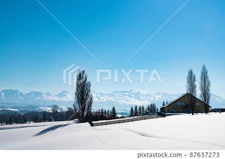 Hokkaido Ken and Mary Tree 87637273