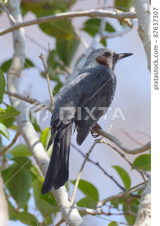 熟悉的野鳥鵯 熟悉的野鳥鵯 87637307