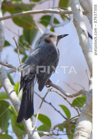 熟悉的野鳥鵯 熟悉的野鳥鵯 87637308