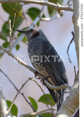 熟悉的野鳥鵯 熟悉的野鳥鵯 87637309