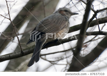 熟悉的野鳥鵯 熟悉的野鳥鵯 87637310