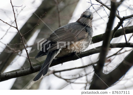 熟悉的野鳥鵯 熟悉的野鳥鵯 87637311