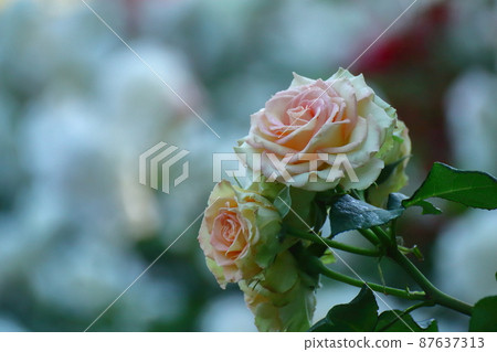 花的女王 花的女王 87637313