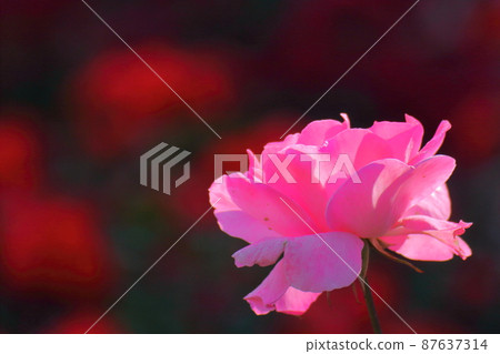 花的女王 87637314