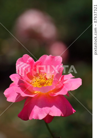 花的女王 花的女王 87637321