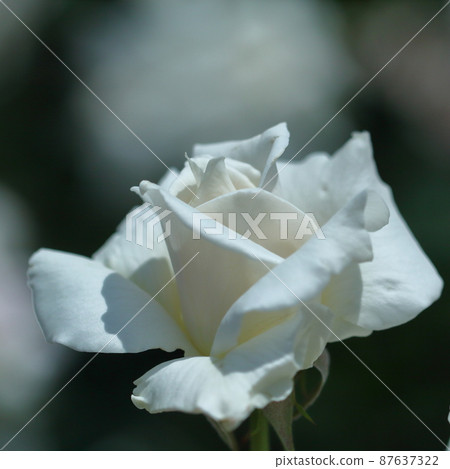 花的女王 花的女王 87637322