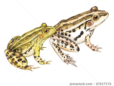 這是樹蛙的手繪插圖。較大的是雌性 87637578