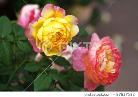花的女王 87637588