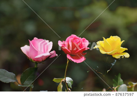 Queen of flowers 87637597