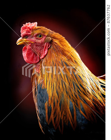 portrait brama rooster on a black background 87637762