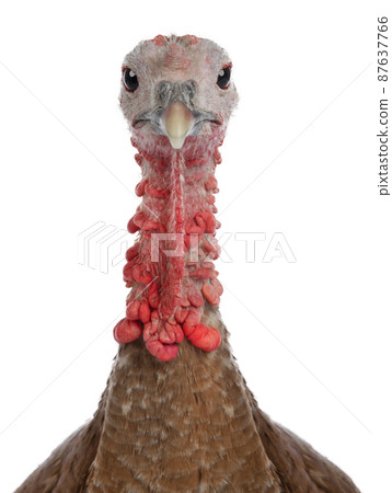 brown female turkey sitting on a tree branch isolated 87637766