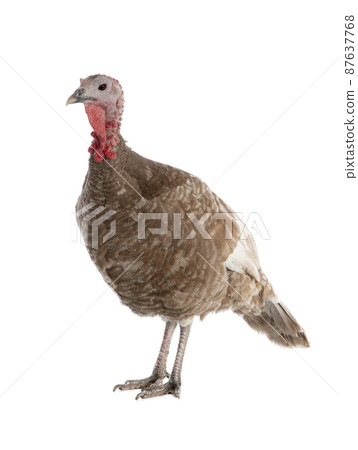 brown female turkey isolated on white background brown female turkey isolated on white background 87637768