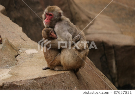 Mother monkey hugging a baby monkey Mother monkey hugging a baby monkey 87637831
