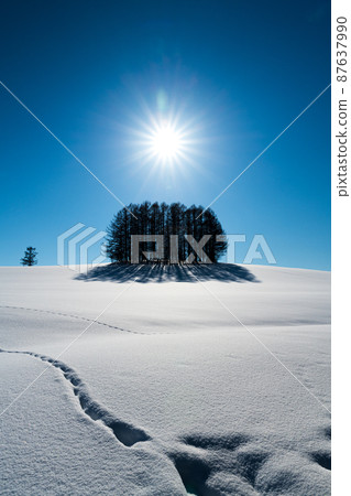 Hokkaido Biei Mild Seven Tree 87637990