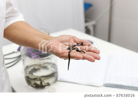 Medical leeches in the hand of a traditional medicine clinic doctor Medical leeches in the hand of a traditional medicine clinic doctor 87638016