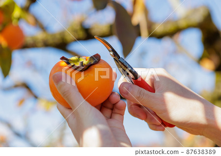 Persimmon hunting at the persimmon farm Persimmon hunting at the persimmon farm 87638389