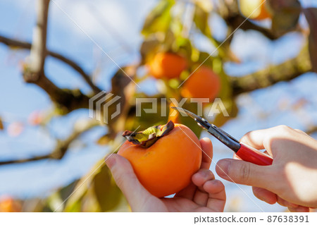 Persimmon hunting at the persimmon farm 87638391