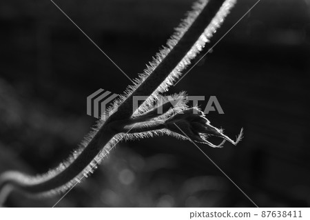 秋季七草藤逆光攝影單色 87638411