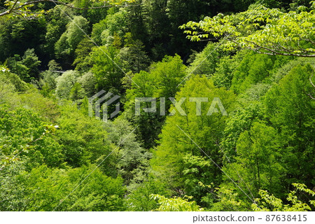 山中清新的綠景【長野縣白根溫泉】 山中清新的綠景【長野縣白根溫泉】 87638415