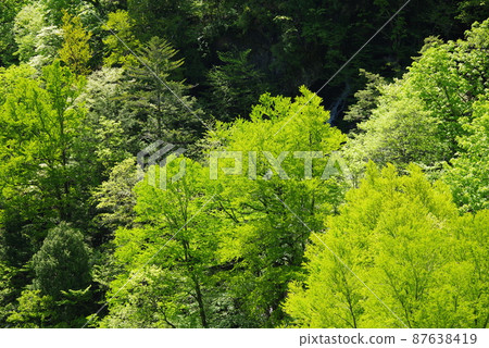 Fresh green scenery in the mountains [Shirahone Onsen, Nagano Prefecture] 87638419