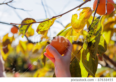Persimmon hunting at the persimmon farm 87638455