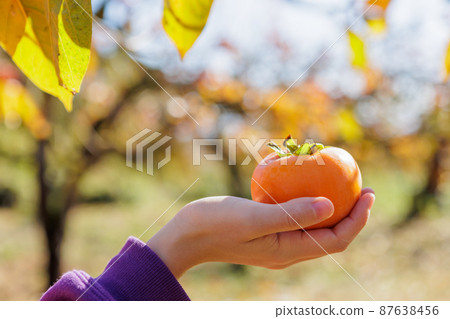 Persimmon hunting at the persimmon farm 87638456