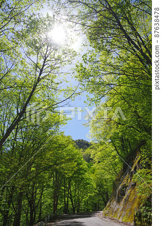 Fresh green scenery [Shirahone Onsen, Nagano Prefecture] 87638478