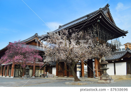 早春祭祀的京都市興勝寺白梅和紅梅的合演,非常精彩。 早春祭祀的京都市興勝寺白梅和紅梅的合演,非常精彩。 87638696