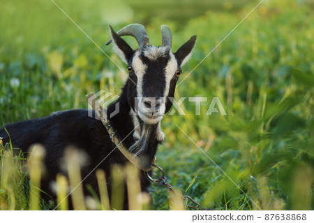 Head of funny black goat. Black goat portrait 87638868