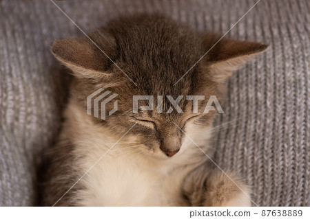Kitten sleeps in his cozy soft blanket on a carpet. Little kitten sleeps on its back on soft bed. 87638889